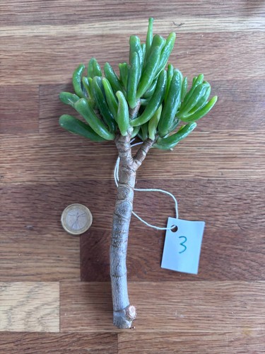Crassula ovata gollum - crassula,