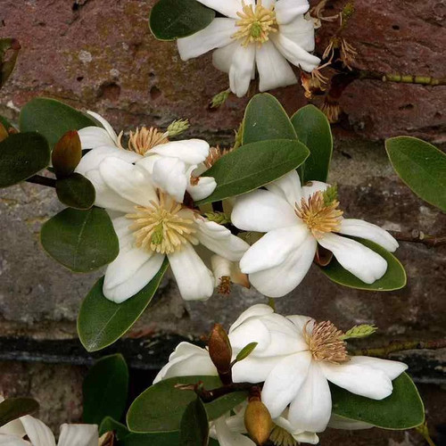 Michelia yunnanensis - ,