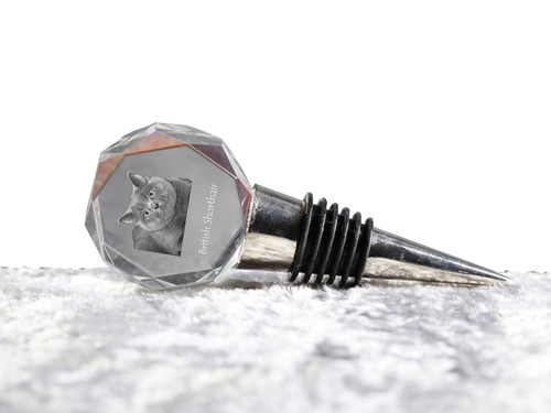 British shorthair bouchon - shorthair, en