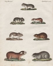 Souris Gerbille Rongeur