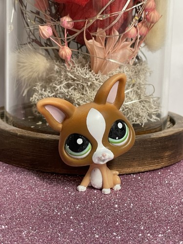 Petshop chien chihuahua - 🌸petshop,