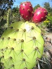 Opuntia Oricola, rare chaparral pricklypear cactus exotic nopal seed  20 SEEDS  