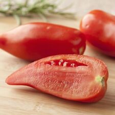 Lot De 10 Graines De Tomate