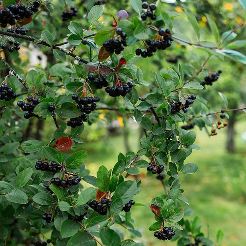 Aronia melanocarpa viking - aronia,