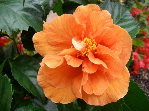Hibiscus clementina - hibiscus,