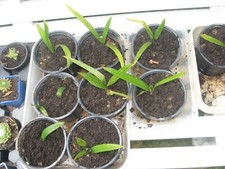 lots de 2 pieds de palmiers ou 2 pieds de joncs torsadés