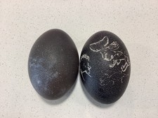EMU EGGS BLOWN OUT ONE CARVED ONE READY FOR CRAFT