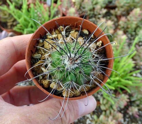 Parodia suprema cactus - ,