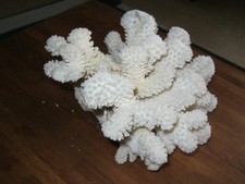 Joli Corail Blanc Coraux L