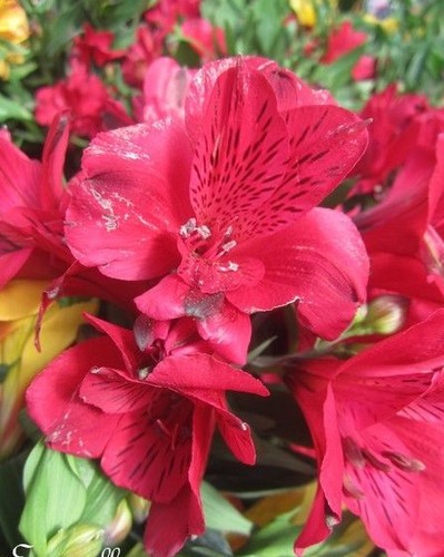 Alstroemere rougefuchsia - alstroemere, 'rougefuchsia'