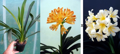 Clivia miniata exotica x - clivia,
