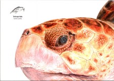 (851) 30-4-2025 -  Portugal - Madeira - Sea Turtle / Tortue de Mer