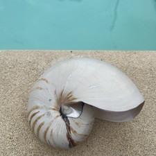 Gros coquillage Nautile