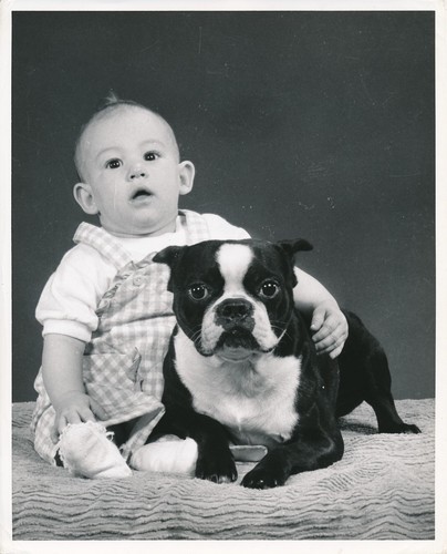 Boston terrier 1950 - boston,