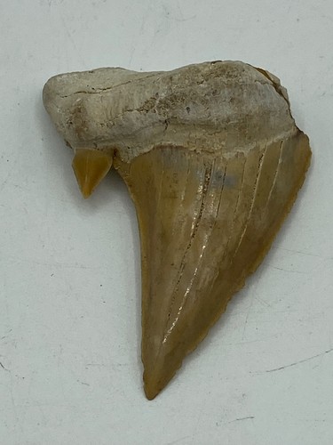 Dent mégalodon authentique - dent, de