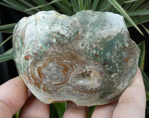 Lithophyse poli vert - , rouge