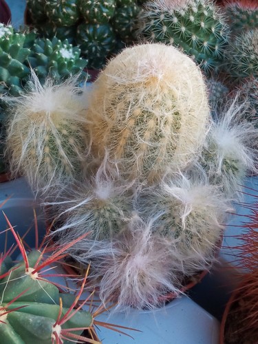 Cactus espostoa lanata plante - cactus,