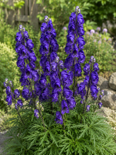 Aconitum napellus 250 - aconitum,