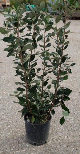 Plantes feijoa v18 - de,