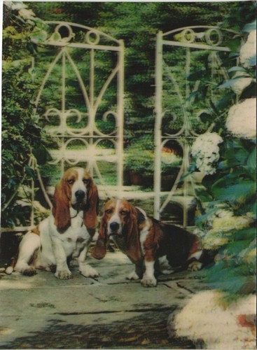Cpa basset hound dog - cpa,