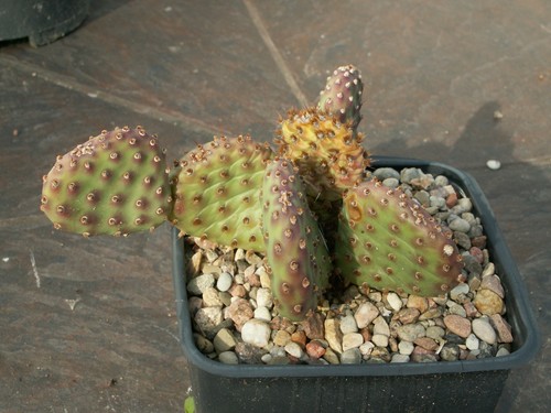Opuntia art combe - opuntia, x