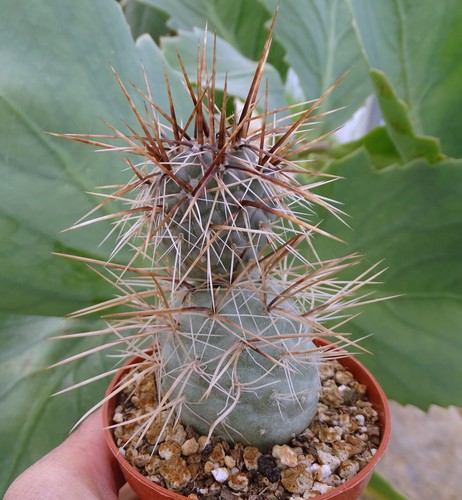 Tephrocactus geometricus - tephrocactus,