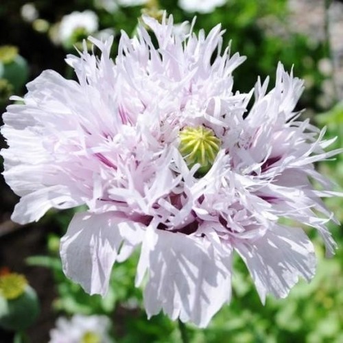 Lot 100 graines pavot - de,