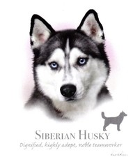 TEE SHIRT Haute Qualité. HUSKY SIBERIEN . S  M  L  XL  XXL  XXXL. XXXXL + ENF 