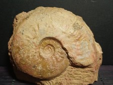 Ammonite Leioceras opalinum