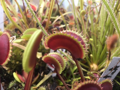 Plantes carnivores dionaea - plantes,
