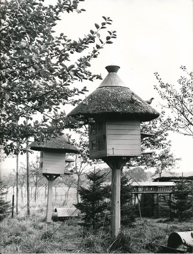 Colombophilie 1960 - colombophilie, c.1960
