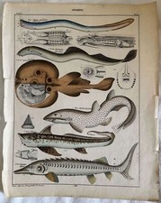 Gravure Poissons Race Chimera Esturgeon Rabbit Fish Sturgeon Fine 700 Ittiologia