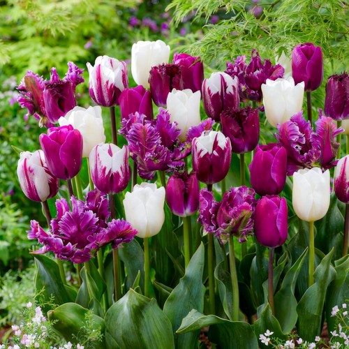 Tulipes bulbes rustique - tulipes,