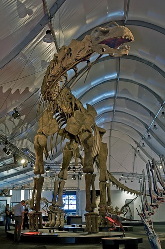 Fossiles vertèbre fossilée - ,