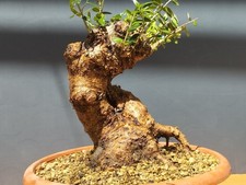 Pré bonsaï olivier 27 x 19