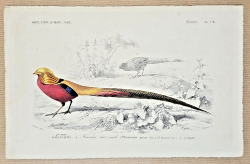 Gravure coloriée oiseaux - coloriée,