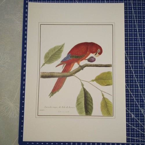 Estampe lithographie oiseau - estampe,