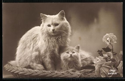 Carte postale chat blanc - carte,