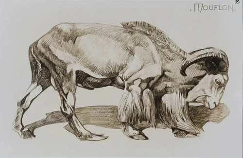 Mathurin meheut le mouflon - mathurin,