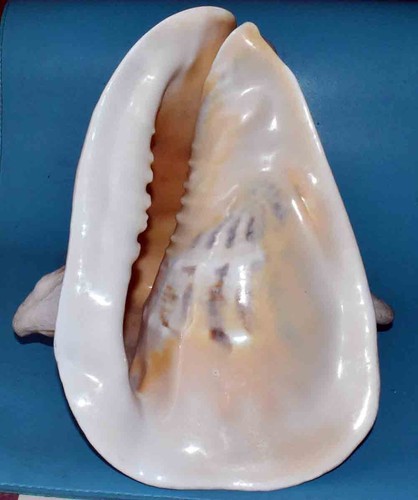 Seashell coquillages - seashell,