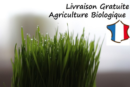 Graines herbe chat - bio,