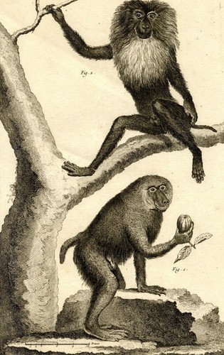 Singe chimpanzé primates - singe,