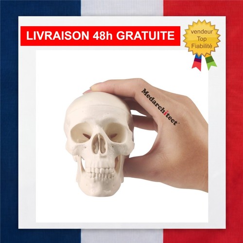 Modèle crâne humain - modèle,