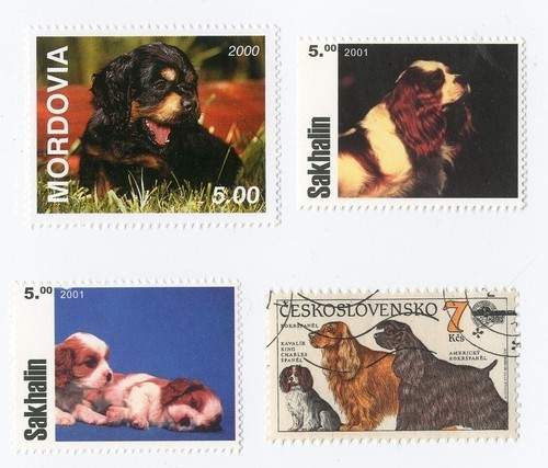 Cavalier king charles - cavalier, spaniel