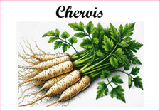 Chervis 12 Etiquettes vinyle