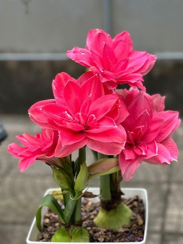 Imported double amaryllis - double,
