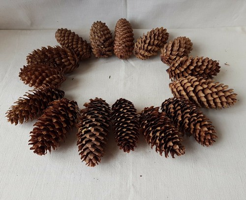 Lot pommes pin epicea - de,