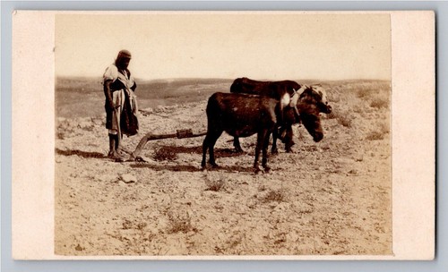 Cdv 1870 paysan labour bœuf - cdv,