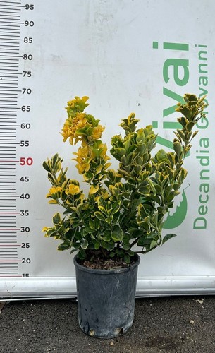 Plantes evonimo v18 70 - 50, h