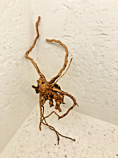 racine bois mangrove araignée  spider root 29x10 RB88 racine decor nano aquarium